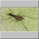 Micropeza corrigiolata - Stelzfliege 02 5mm.jpg